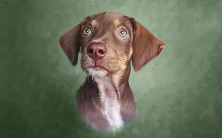 Pawfect Portraits book