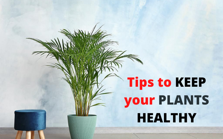 Tips to keep your plants healthy