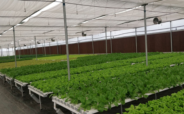 What is Hydroponics