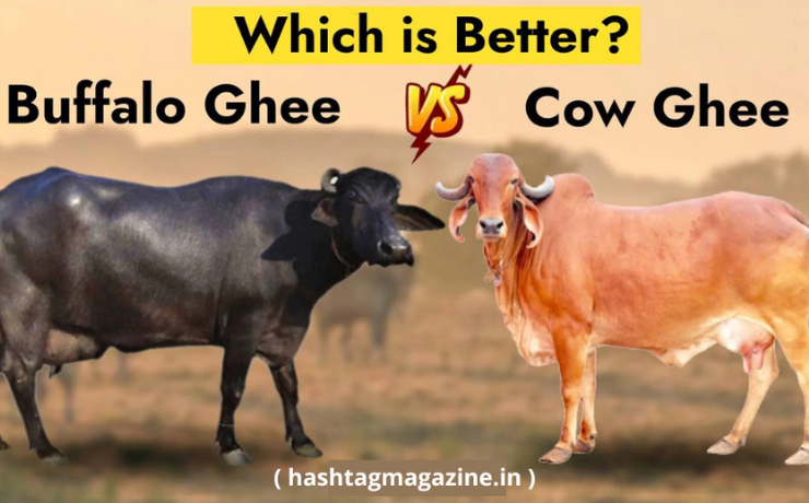 Cow ghee Vs Buffalo Ghee Which is healthier - Hashtag Magazine