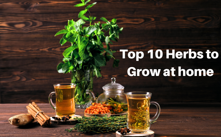 Top 10 Herbs to grow at home - Hashtag Magazine