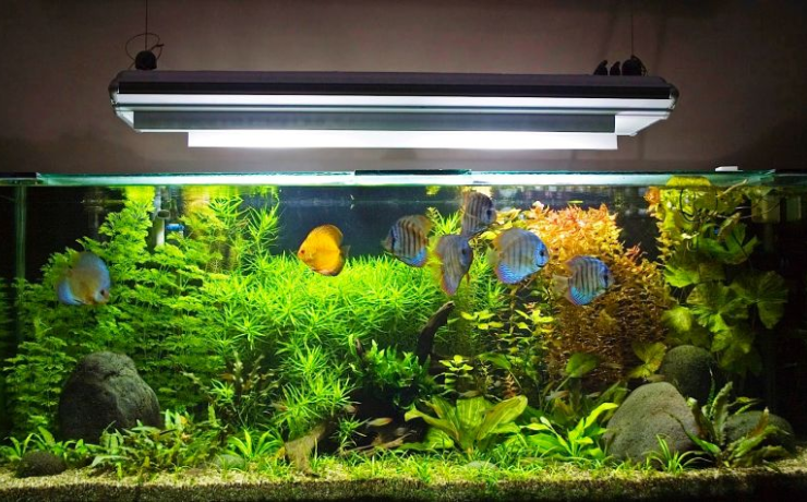 Important tips to keep a healthy aquarium - Hashtag Magazine