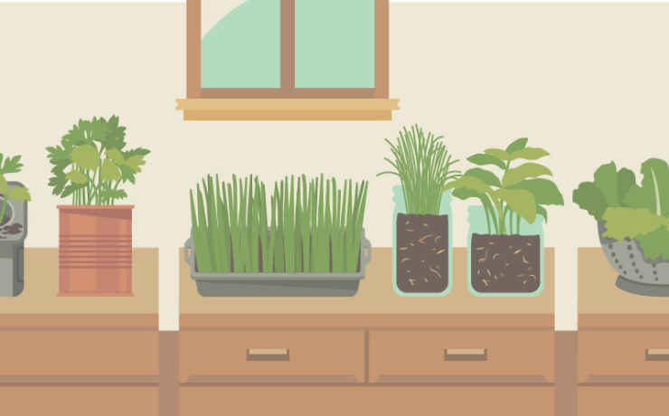 8 Must Grow Edible Plants For Your Home Garden - Hashtag Magazine