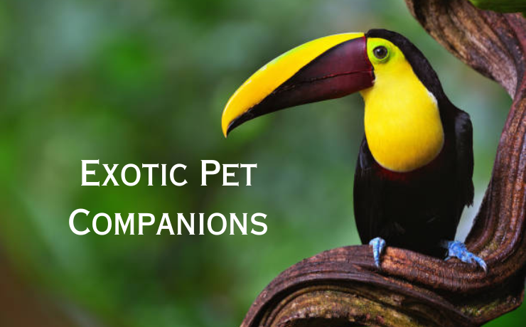 Beyond The Ordinary Embracing Exotic Pet Companions - Hashtag Magazine
