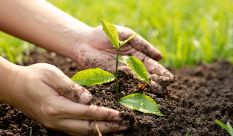 Gardening Trends in 2024: How to Create a Creative Green Space