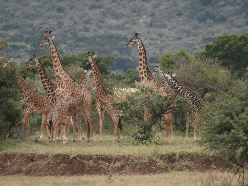 Kenya in 72 Hours: A Journey of Discovery and Adventure